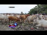 Waspada Sapi Pemakan Sampah Dengan Harga Mahal - NET12