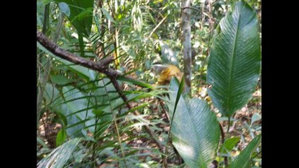 Voyage Pérou Partie 2 : La Selva