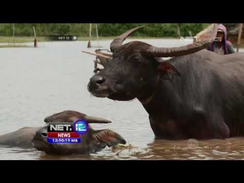 Pesona Rawa Kalimatan Selatan Bersama Kerbau Rawa - NET12