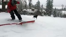 Ces deux snowboardeurs ont été pris en chasse par un élan. C’est à mourir de rire !