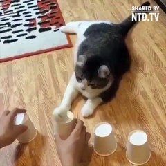 the little cat is so clever  it can understands  puzzles