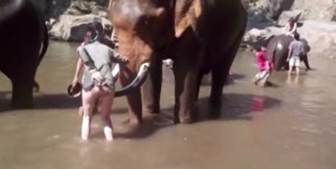 Fil Kendisini Rahatsız Eden Kadını Metrelerce Uzağa Fırlattı