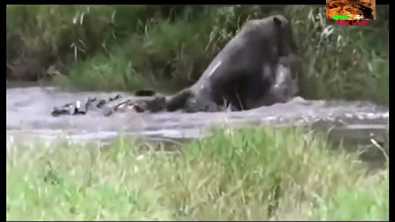 LION ATTACKED BY CROCODILE