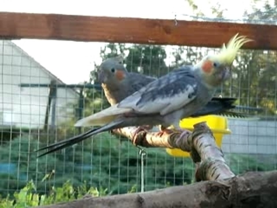 Encore pilou et kiko