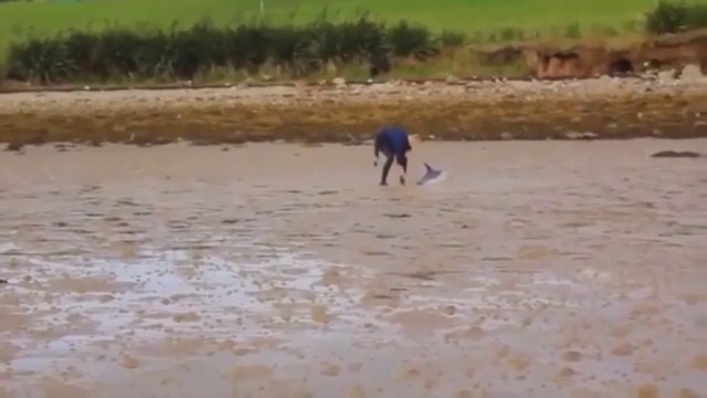 Доброта спасёт мир!!! Спасение погибающих животных