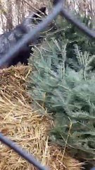 Black Wolves at Colasanti's  (cute animals)