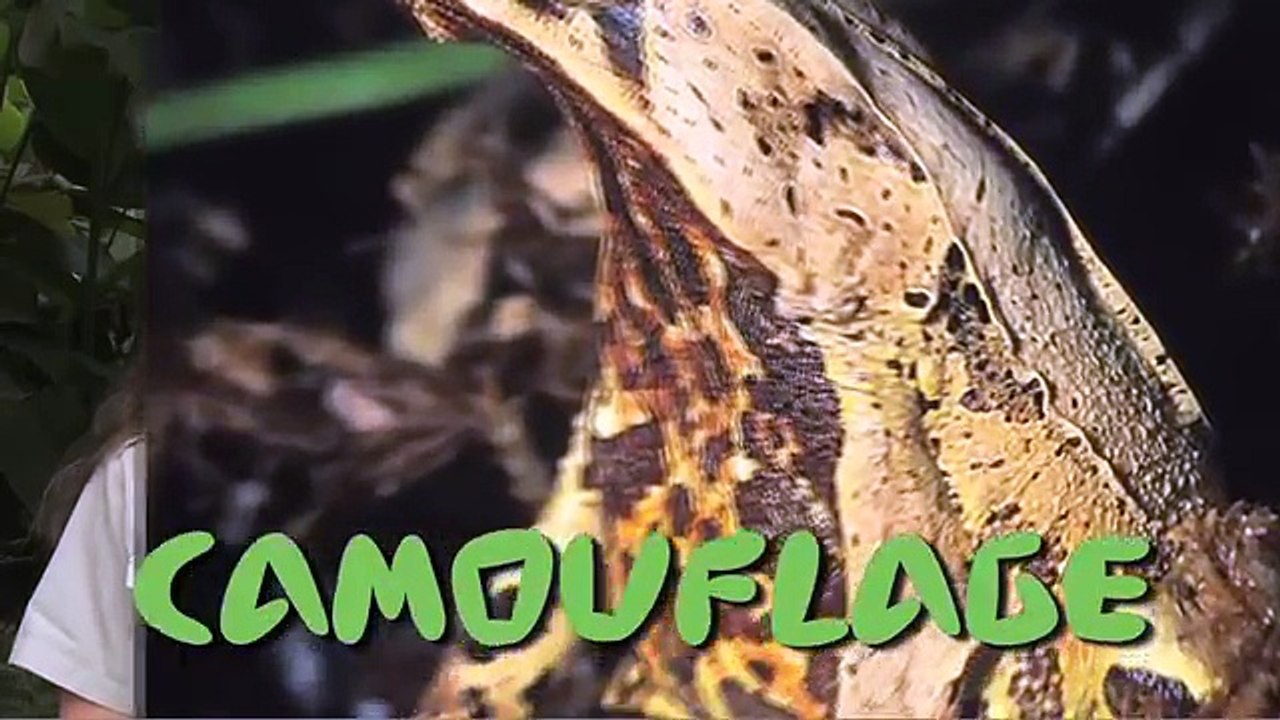 San Diego Zoo Kids - Frogs!