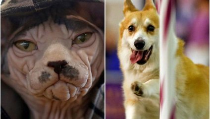 Dogs meet cats at Westminster