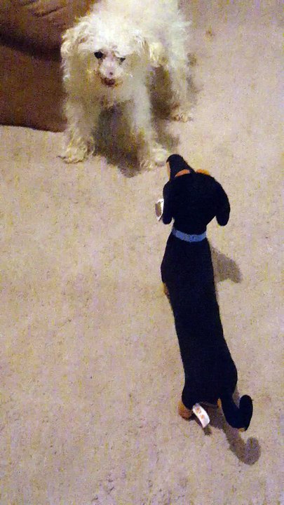 Toy Poodle Dog Meets New Stuffed Animal Buddy