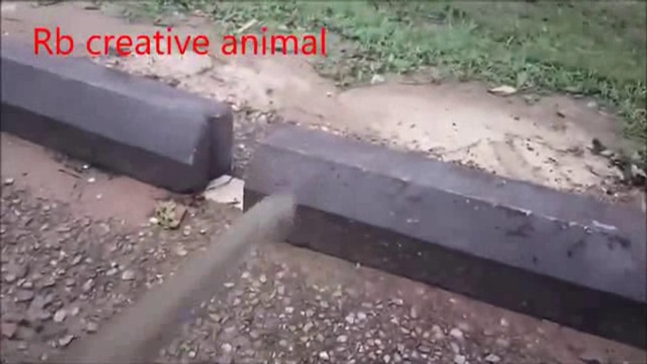 animals monkey _6