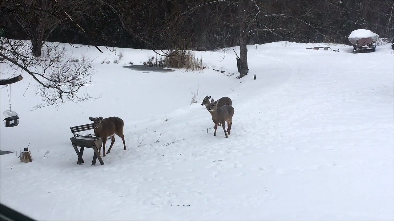 Aggressive young buck bullies two does at feeder
