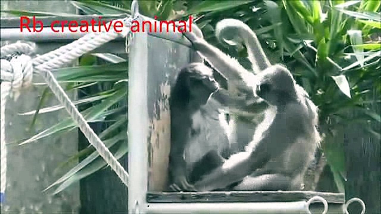 animals monkey _10