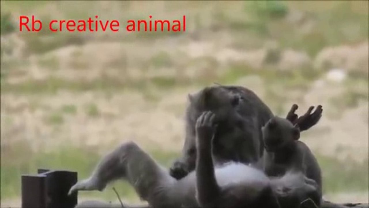 animals monkey _13