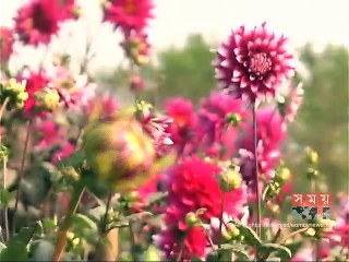 আশানুরূপ লাভ পাচ্ছেন না নারায়ণগঞ্জের ফুল চাষিরা