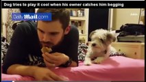 Dog tries to play it cool when his owner catches him begging