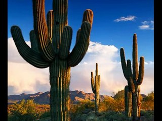 Kaktus Bend - Ludo ludo