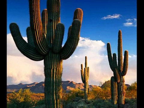 Kaktus Bend - 5 minuta