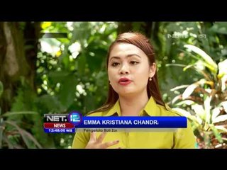 Sensasi Sarapan Bareng Orangutan di Bali Zoo - NET12