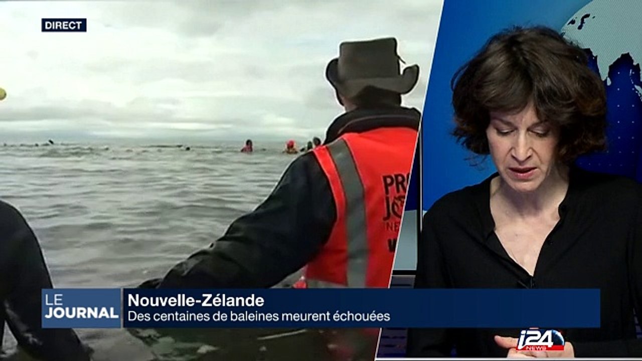 Nouvelle-Zélande : des centaines de baleines meurent échouées