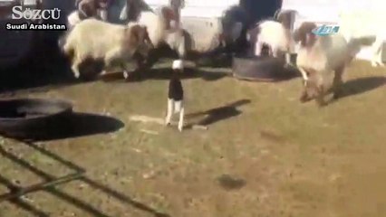 İlk kez kuzu gören sürü fena korktu