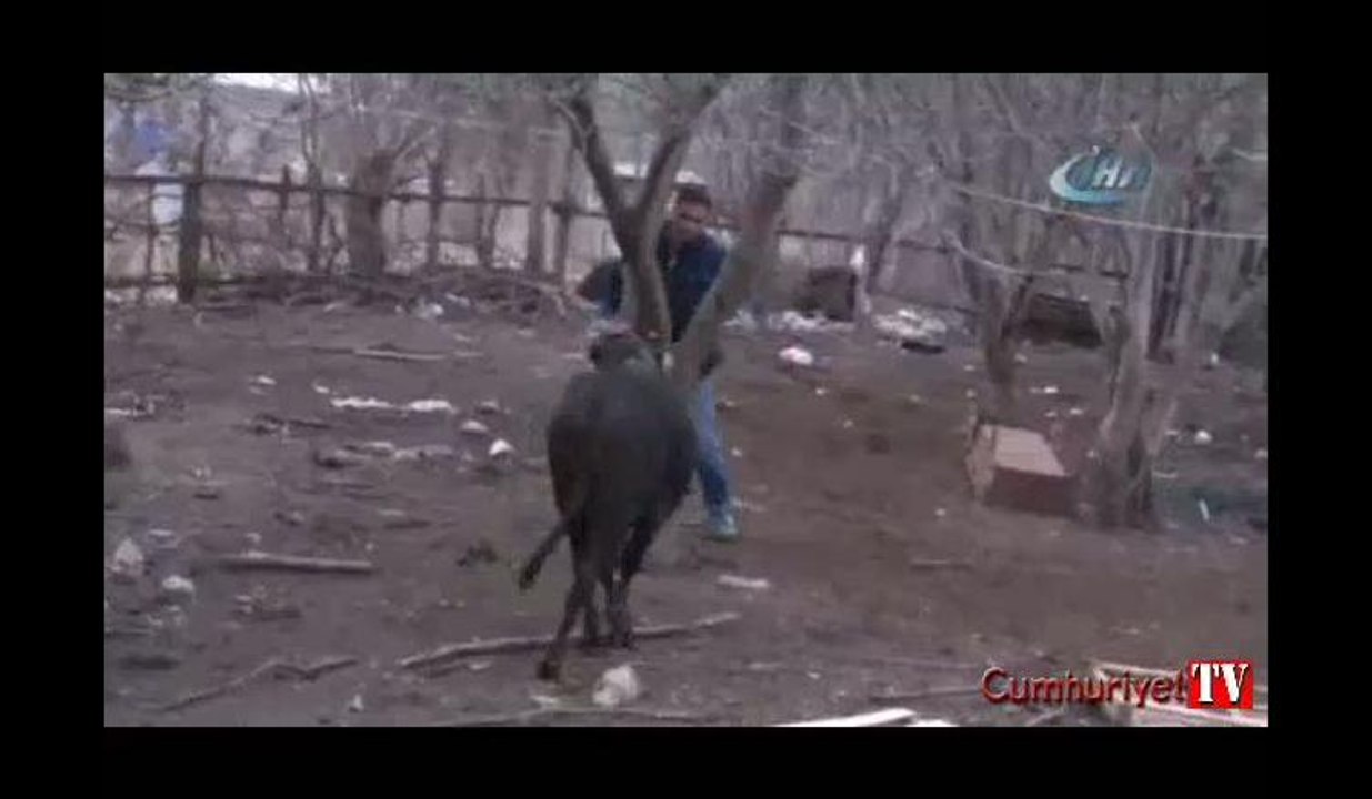 Öfkeli boğa 5 kişiyi yaraladı