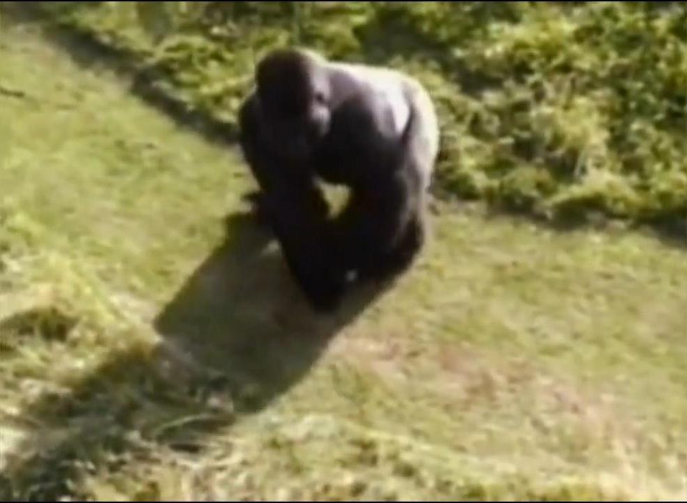 Silverback Gorilla And Boy Who Fell Into Gorilla Enclosure At The Jersey Zoo