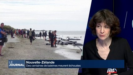 Nouvelle-Zélande : des centaines de baleines meurent échouées