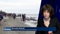 Nouvelle-Zélande : des centaines de baleines meurent échouées