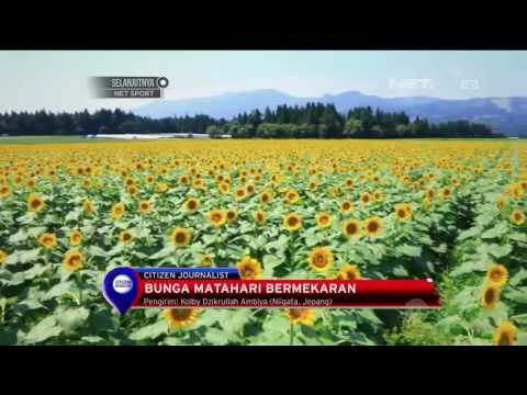 Sambut Musim Panas Di Jepang - NET12