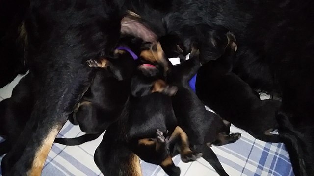 Chiots Beaucerons des Ganches de la Loire