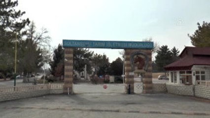 Safkan Arap Atlarına Özel Kış Menüsü