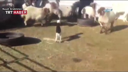 İlk kez kuzu gören sürü çok korktu