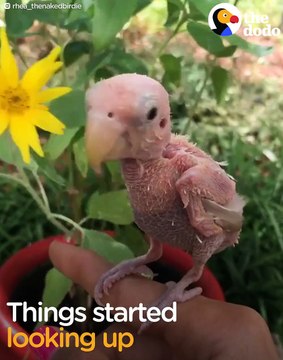 Cette oiseau sans plume est tellement mignon...