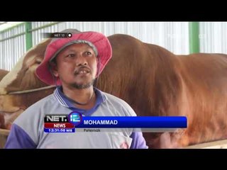 Sapi Limousin Jadi Andalan Untuk Idul Adha - NET12