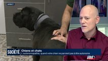 Quand Le Chien Pète Le Chat Vomit Vidéo Dailymotion