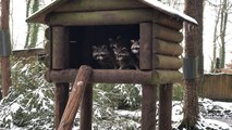 Visite de la Saint-Valentin au zoo de Jurques