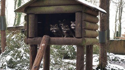 Visite de la Saint-Valentin au zoo de Jurques