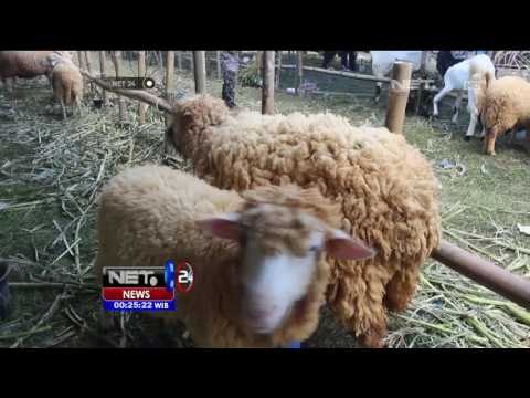 Ratusan Sapi dan Kambing Ikuti kontes Hewan Qurban - NET24