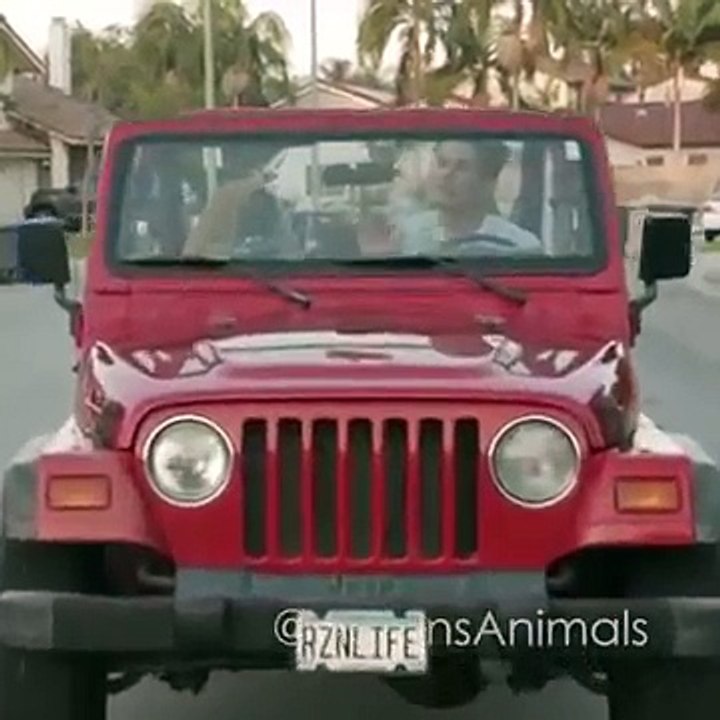 o gato dirigindo o carro olha so que acoteceu