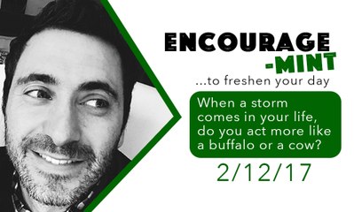 Encourage-Mint. When a storm comes in your life, do you act more like a buffalo or a cow?