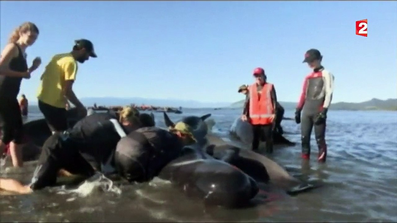 Nouvelle-Zélande : le mystère des baleines échouées