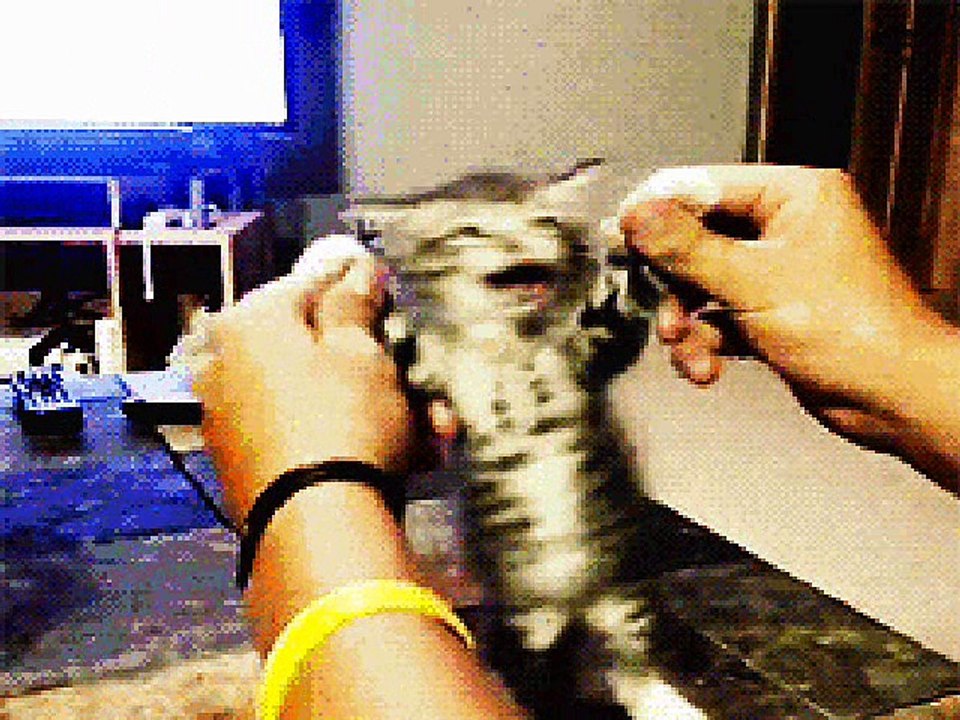 Edmond Tanière La danse des petits chats