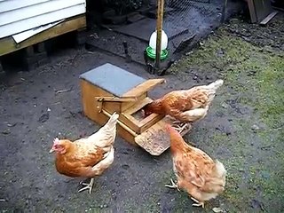 Genius chicken feeder