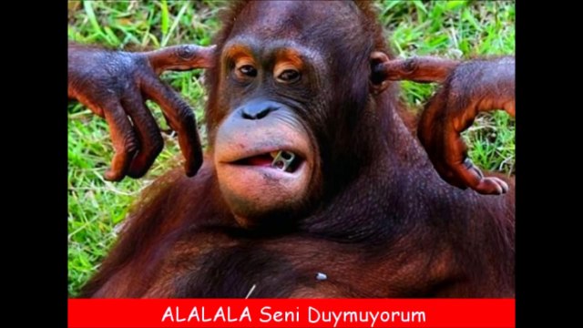 #3 Tatlı ve İlginç Hayvanlar - Komik Hayvanlar Komik Videolar 2017 Yok Artik!