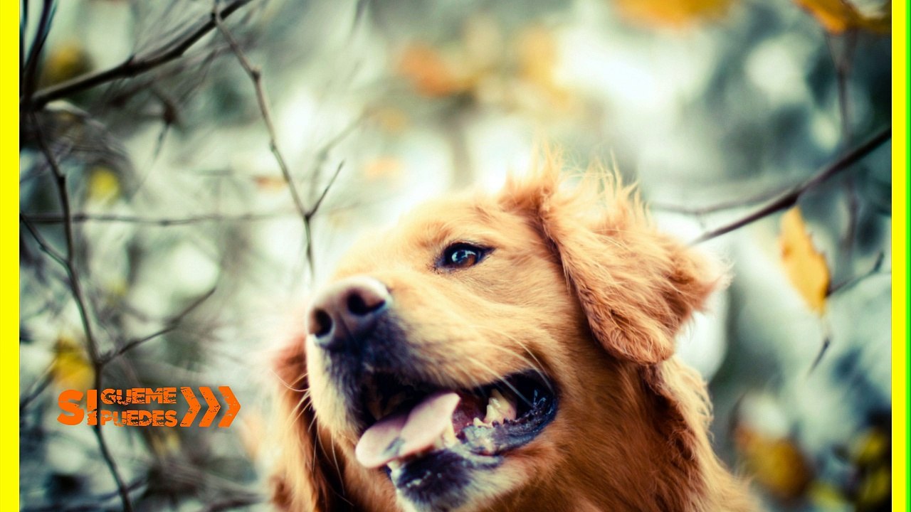 Ladridos de perros en audio