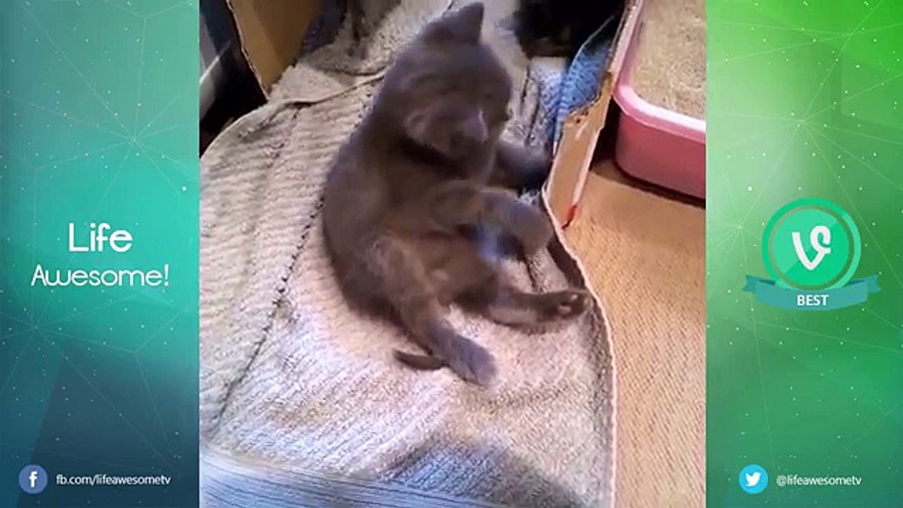 TRY NOT TO LAUGH OR GRIN - Funny Cat Fails Compilation 2016 | Fat Cat So Cute