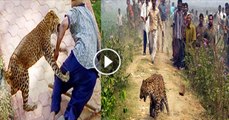 Furious Tiger attacking on Villagers | tiger vs human being | Tiger attack over man