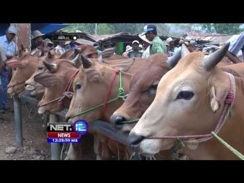 Perawatan Khusus Hingga Cuci Steam Sapi Kurban Tarik Minat Pembeli - NET12