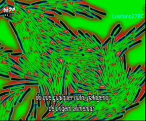 Salmonela, O Mal dos Frangos