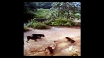 10 FEET SNAKE ATTACKED BY DOGS
